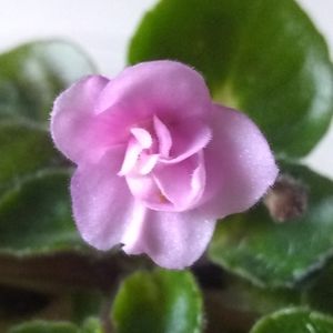 Meet your Posher, Joy